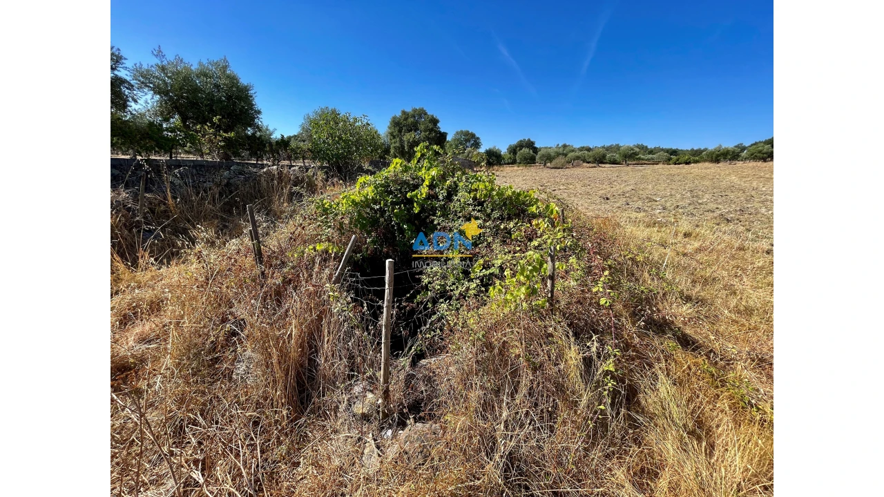 Quinta para Venda em Castelo Branco Foto 13