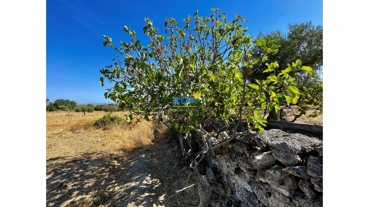 Quinta para Venda em Castelo Branco Foto 16
