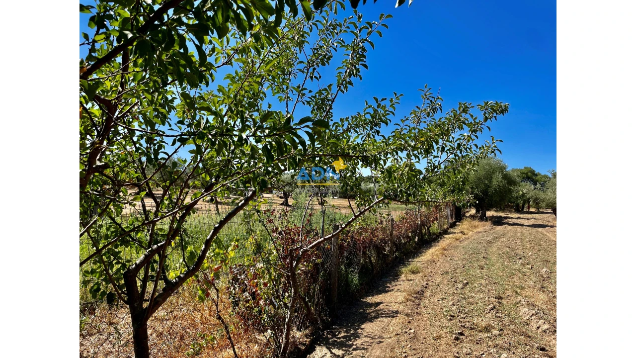 Quinta para Venda em Castelo Branco Foto 21
