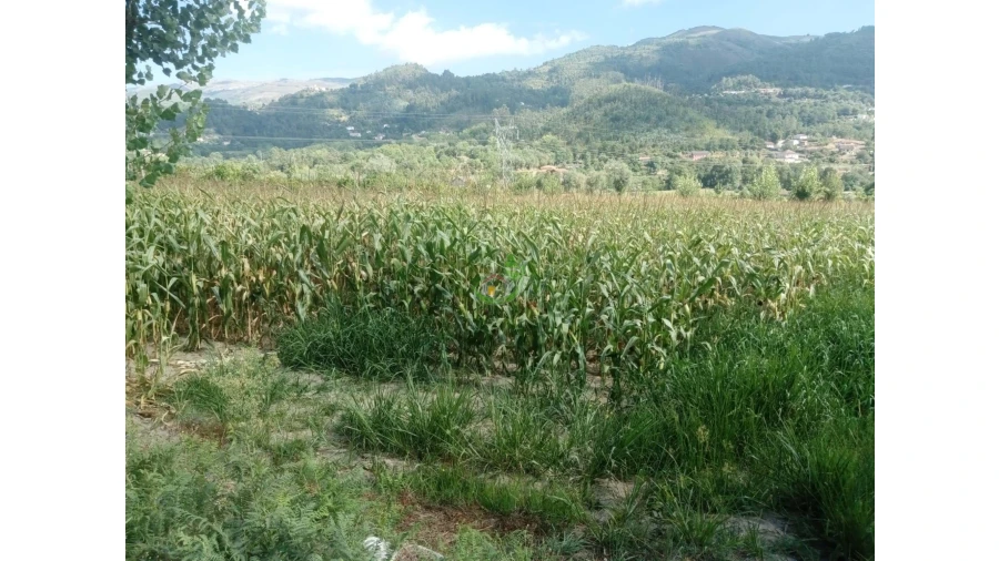 Terreno para Venda em Valbom (São Pedro), Passô e Valbom (São Martinho) Foto 4