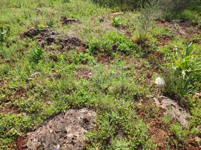 Terreno para Venda em Lagos (São Sebastião e Santa Maria) Foto 9