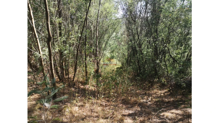 Quinta T0 para Venda em Ervedal e Vila Franca da Beira Foto 11