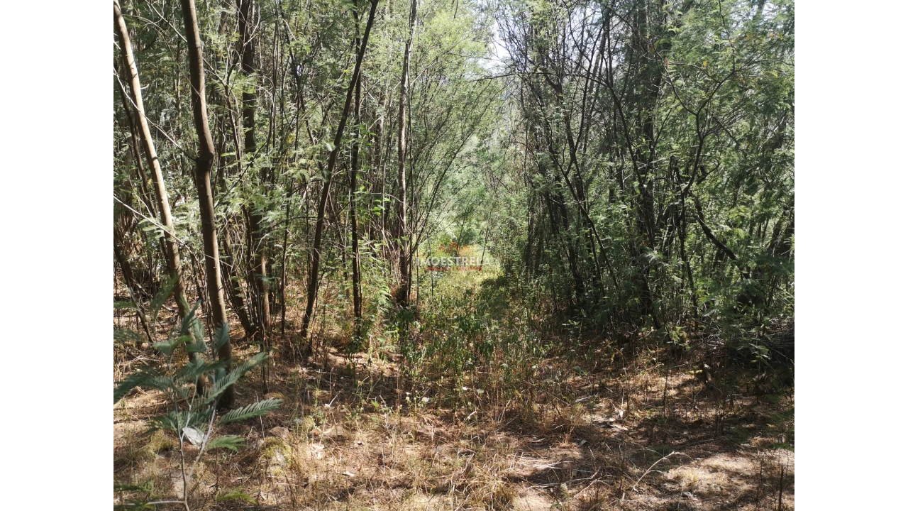 Quinta T0 para Venda em Ervedal e Vila Franca da Beira Foto 11