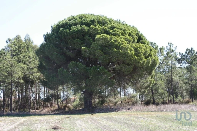 Terreno para Venda em Melides Foto 15