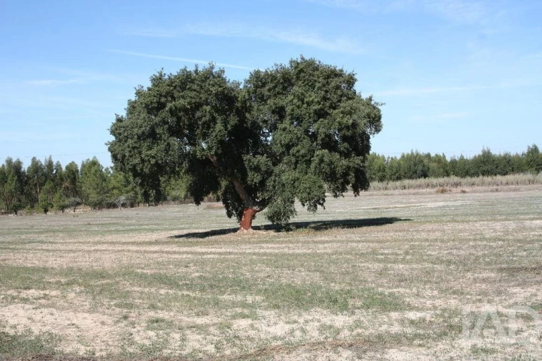Terreno para Venda em Melides Foto 18