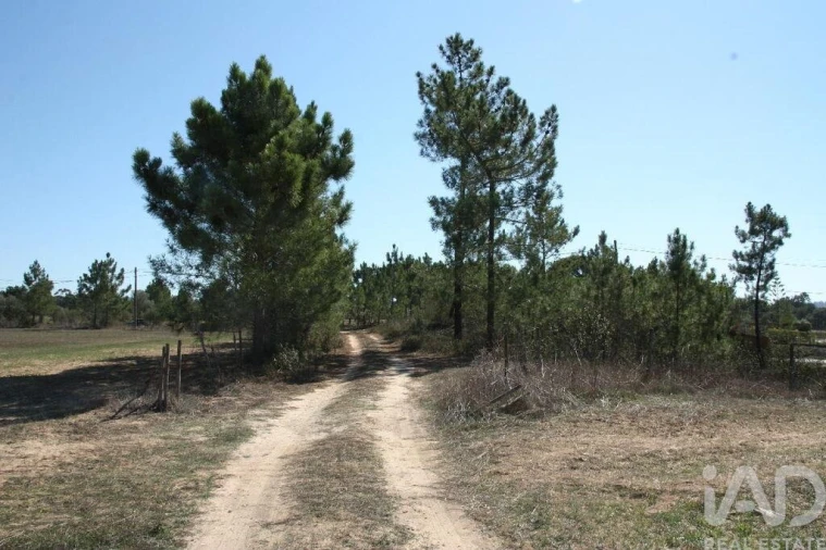 Terreno para Venda em Melides Foto 26
