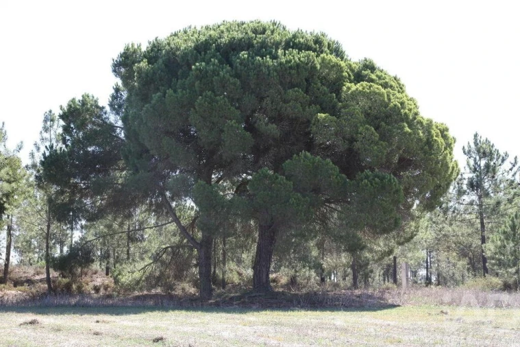 Terreno para Venda em Melides Foto 16