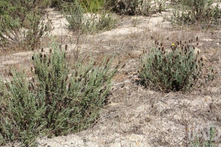 Terreno para Venda em Melides Foto 29