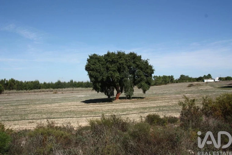 Terreno para Venda em Melides Foto 19