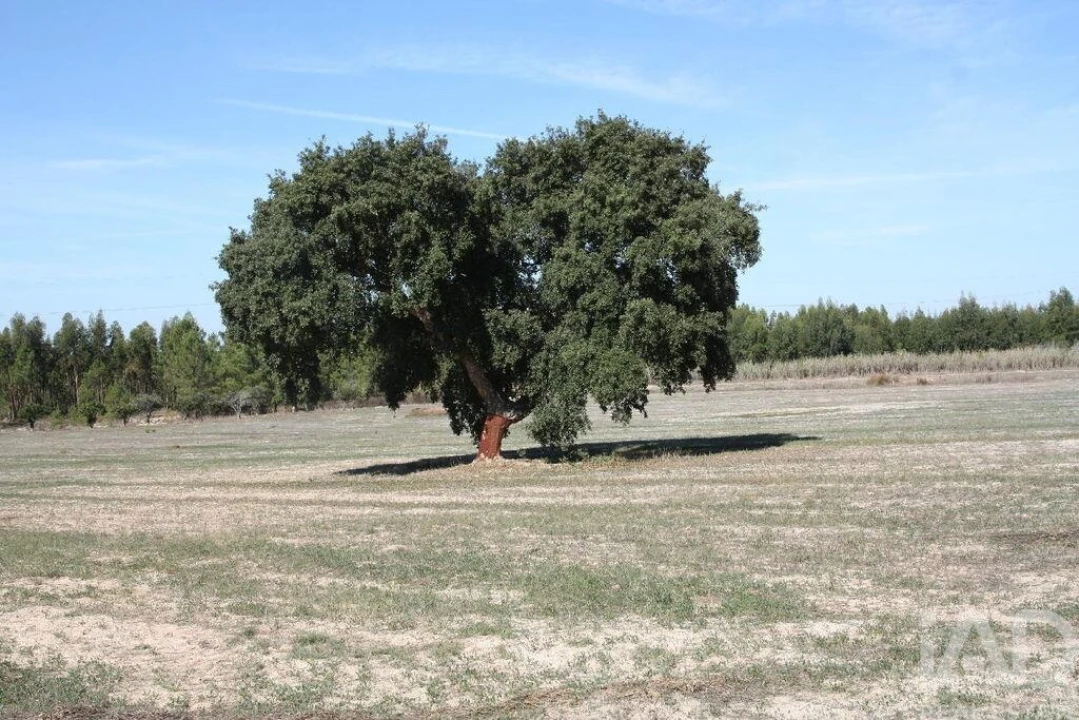 Terreno para Venda em Melides Foto 18