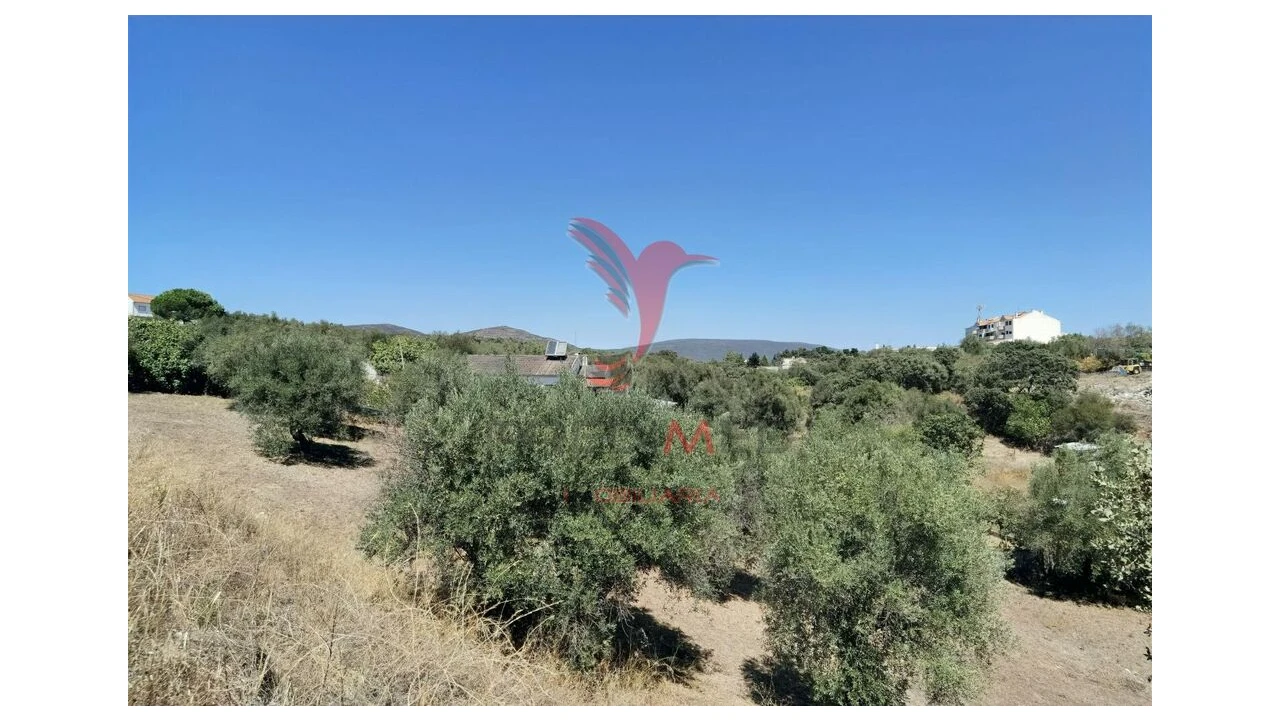 Terreno para Venda em Alcanena e Vila Moreira Foto 19