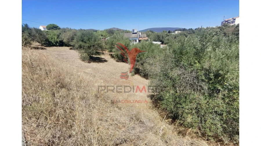 Terreno para Venda em Alcanena e Vila Moreira Foto 14