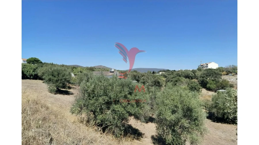 Terreno para Venda em Alcanena e Vila Moreira Foto 19
