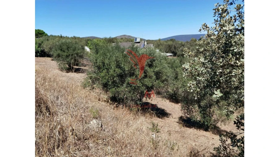 Terreno para Venda em Alcanena e Vila Moreira Foto 8