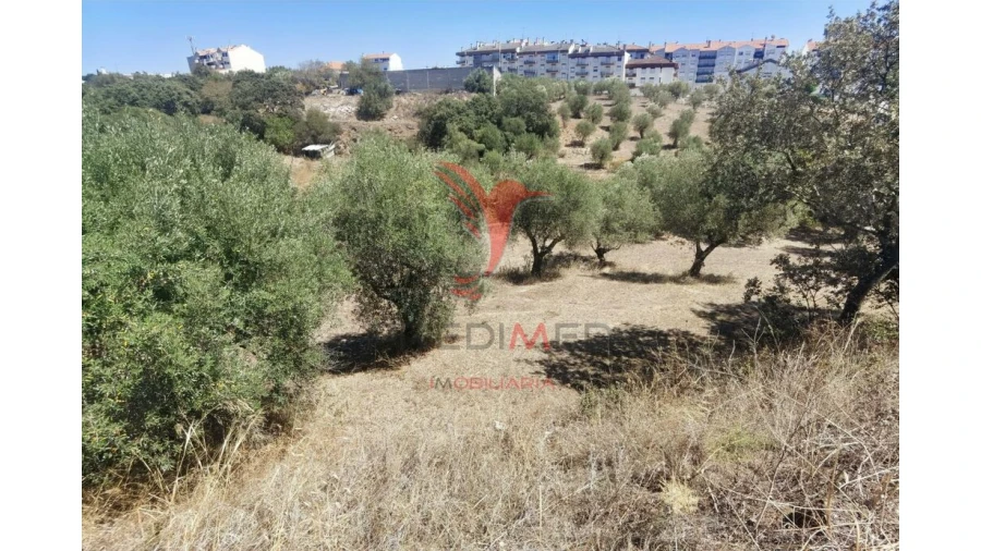 Terreno para Venda em Alcanena e Vila Moreira Foto 16