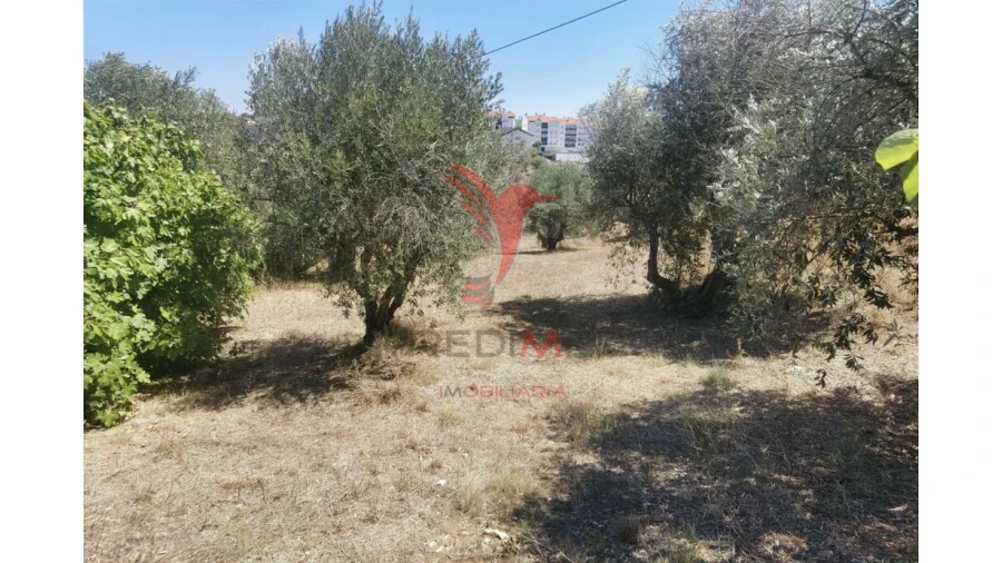 Terreno para Venda em Alcanena e Vila Moreira Foto 11