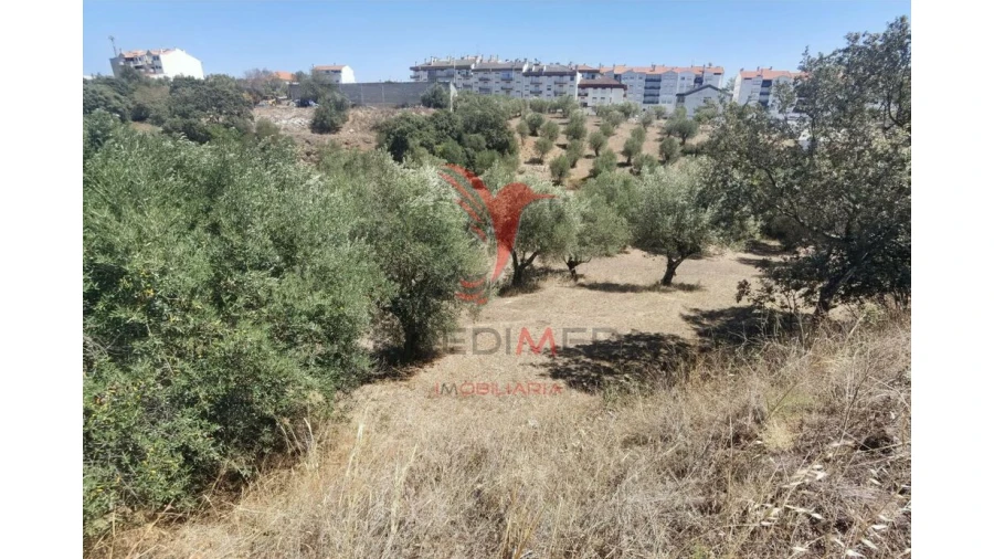 Terreno para Venda em Alcanena e Vila Moreira Foto 15