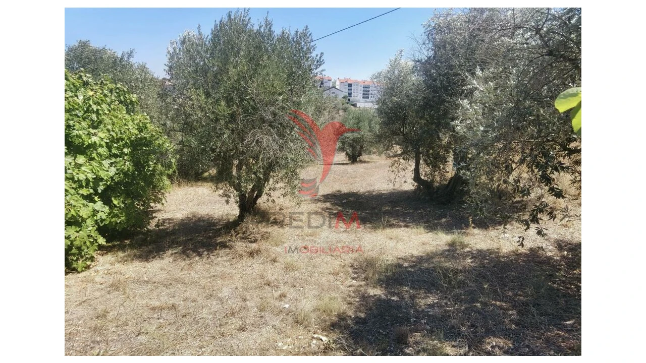 Terreno para Venda em Alcanena e Vila Moreira Foto 11