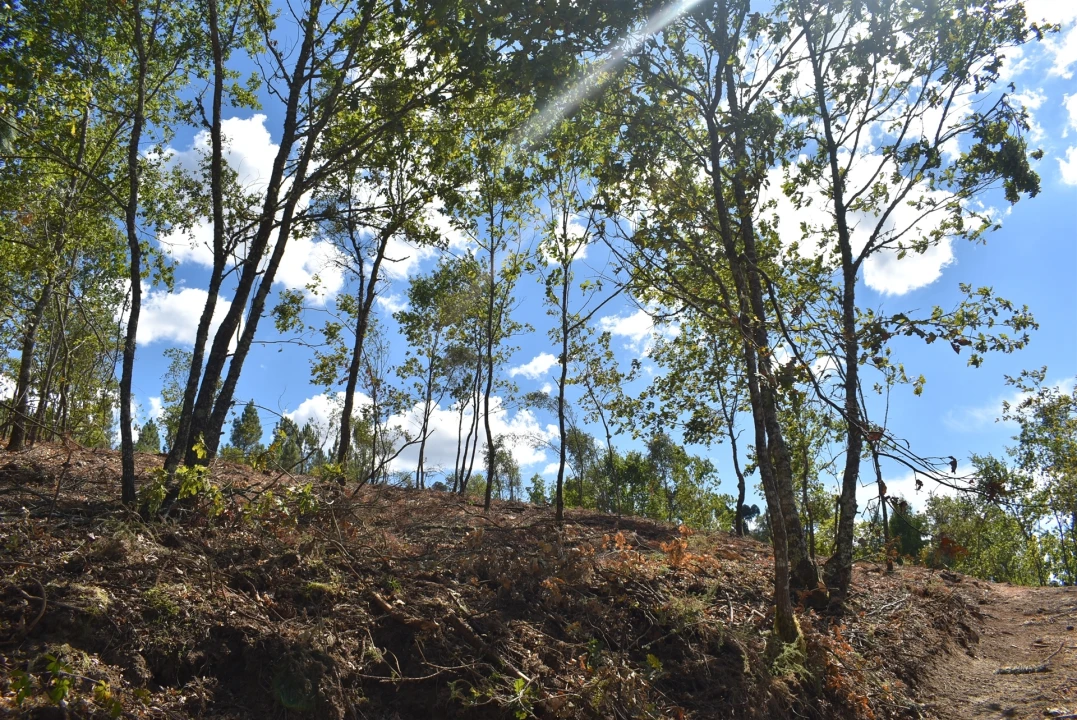 Terreno para Venda em São Cipriano e Vil de Souto Foto 2