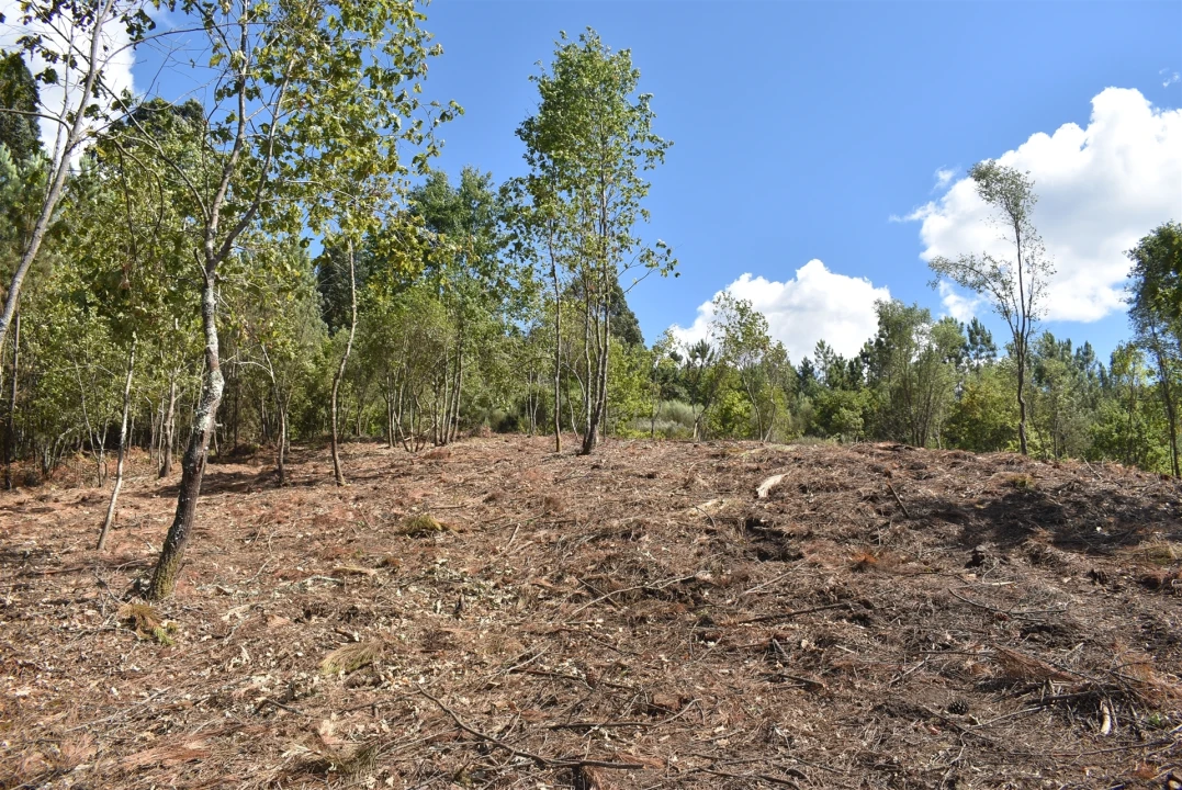 Terreno para Venda em São Cipriano e Vil de Souto Foto 11