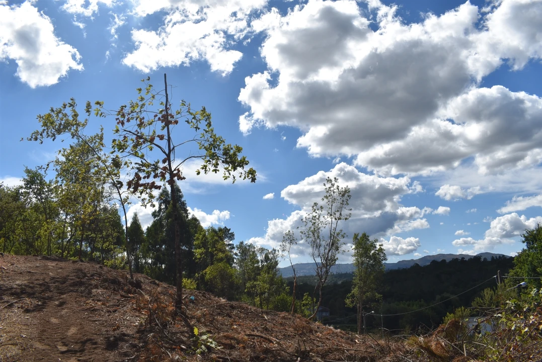 Terreno para Venda em São Cipriano e Vil de Souto Foto 3