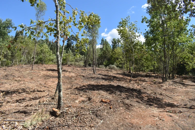 Terreno para Venda em São Cipriano e Vil de Souto Foto 5