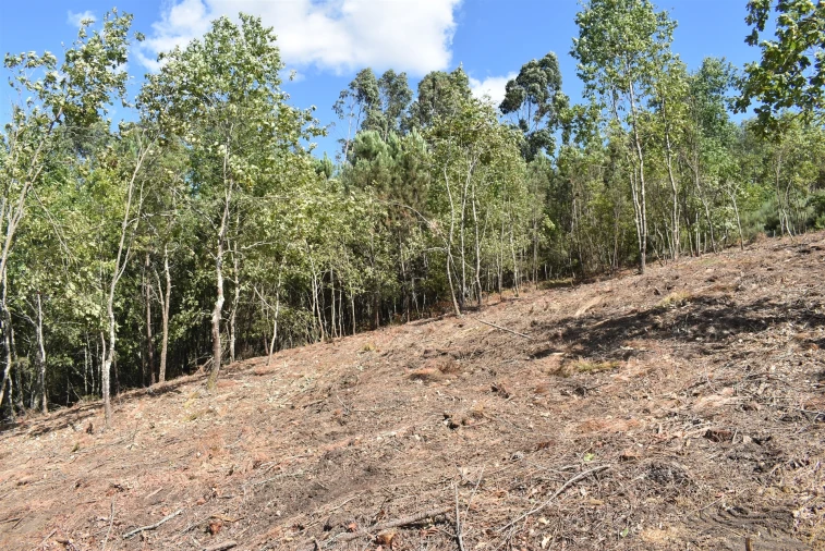 Terreno para Venda em São Cipriano e Vil de Souto Foto 6