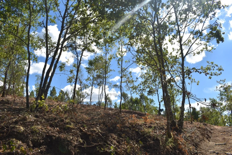Terreno para Venda em São Cipriano e Vil de Souto Foto 2