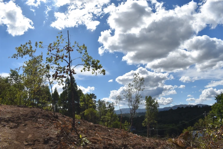 Terreno para Venda em São Cipriano e Vil de Souto Foto 3