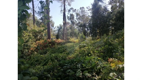 Terreno para Venda em Aguas Santas
