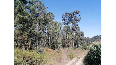 Terreno para Venda em Aguas Santas