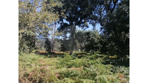 Terreno para Venda em Aguas Santas