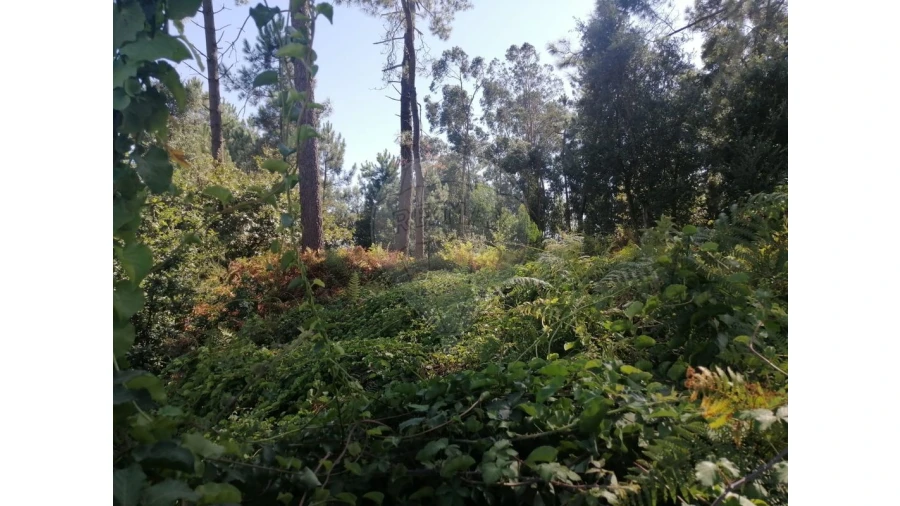 Terreno para Venda em Aguas Santas Foto 18