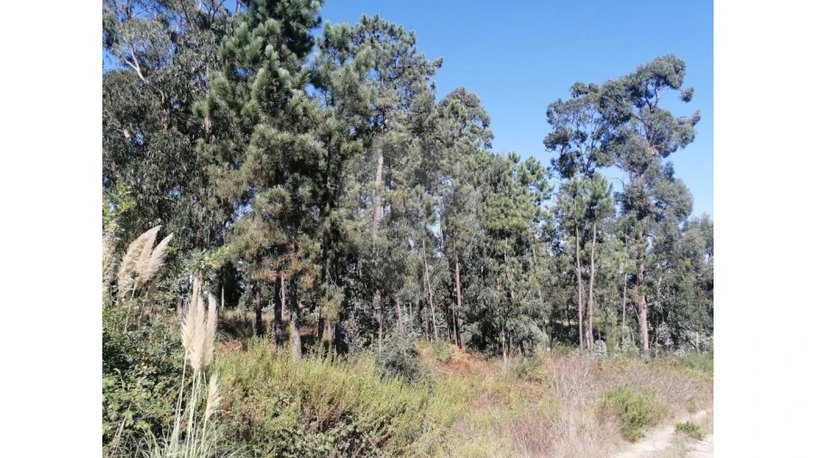 Terreno para Venda em Aguas Santas Foto 10