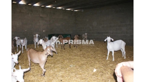 Quinta T6 para Venda em Escalos de Baixo e Mata