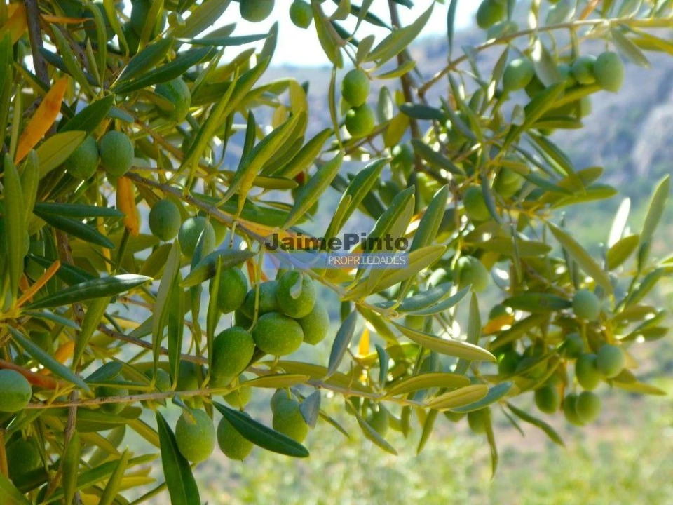 Terreno Agricola ou Rústico para Venda em Escalhão Foto 5