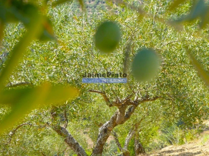 Terreno Agricola ou Rústico para Venda em Escalhão Foto 2