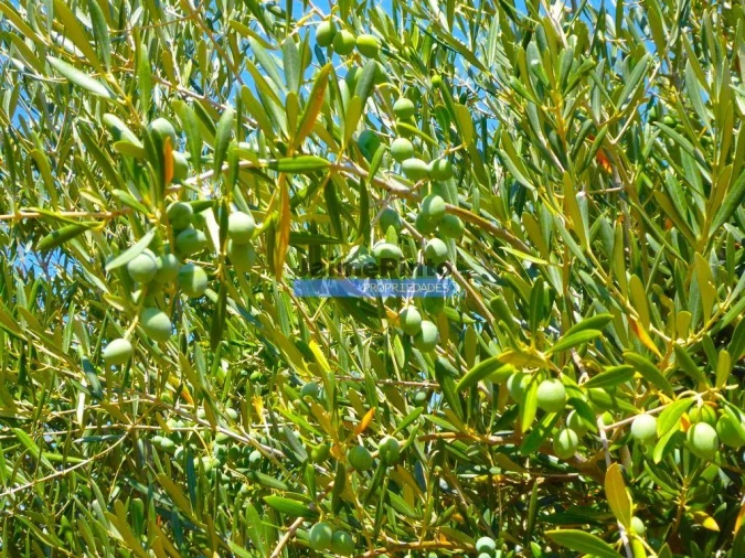 Terreno Agricola ou Rústico para Venda em Escalhão Foto 9
