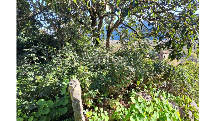 Terreno para Venda em Mira de Aire Foto 4