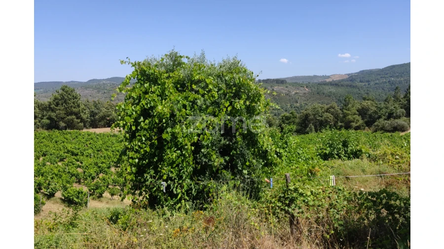 Terreno para Venda em Sezures Foto 3