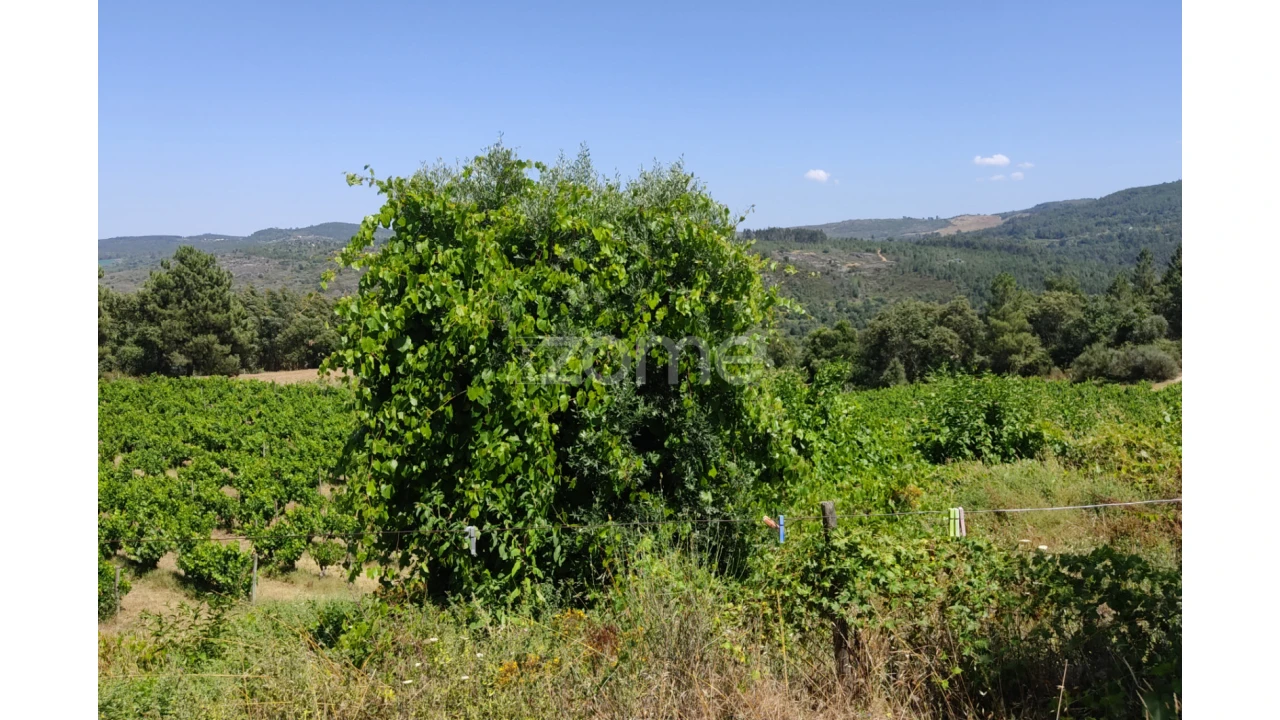 Terreno para Venda em Sezures Foto 3