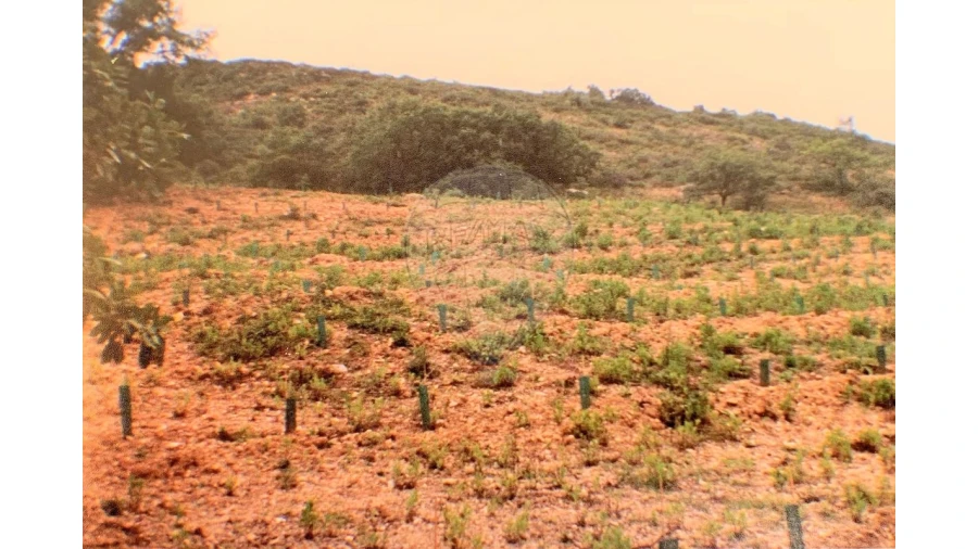 Terreno para Venda em Lousa Foto 3