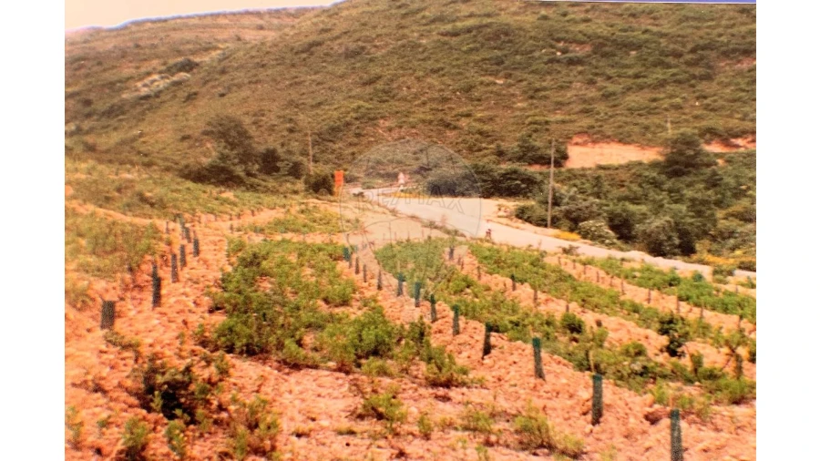 Terreno para Venda em Lousa Foto 2