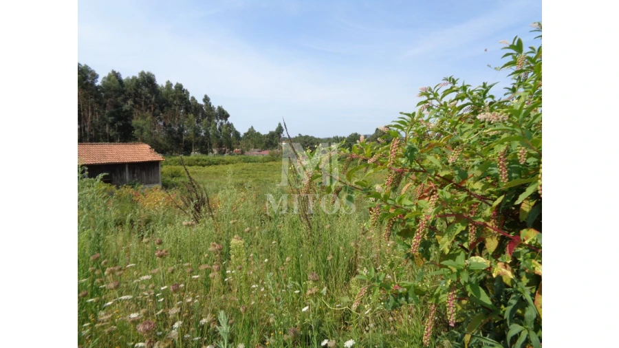 Terreno para Venda em Mujães Foto 2