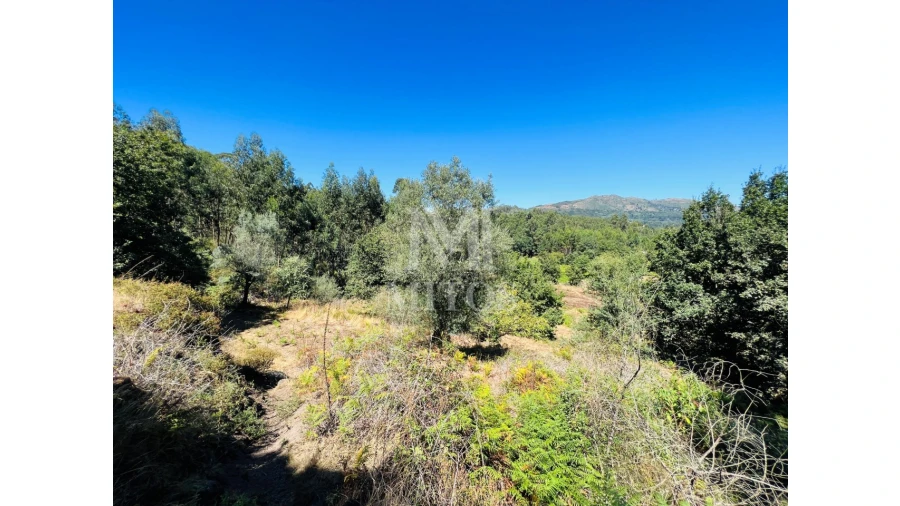 Terreno para Venda em Navió e Vitorino dos Piães Foto 9