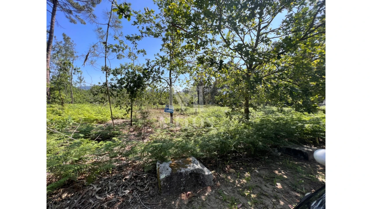 Terreno para Venda em São Pedro da Torre Foto 11