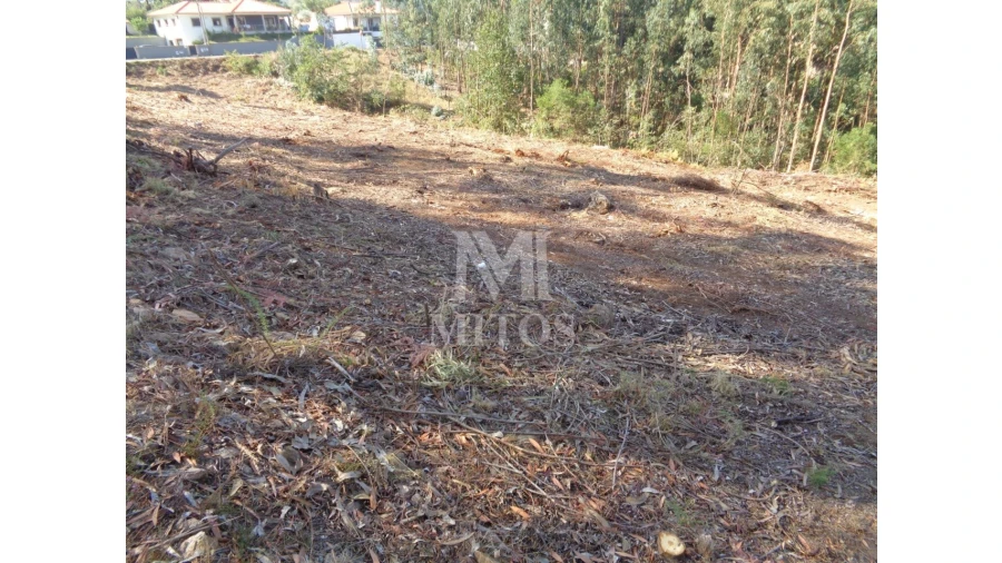 Terreno para Venda em Ribeira Foto 2