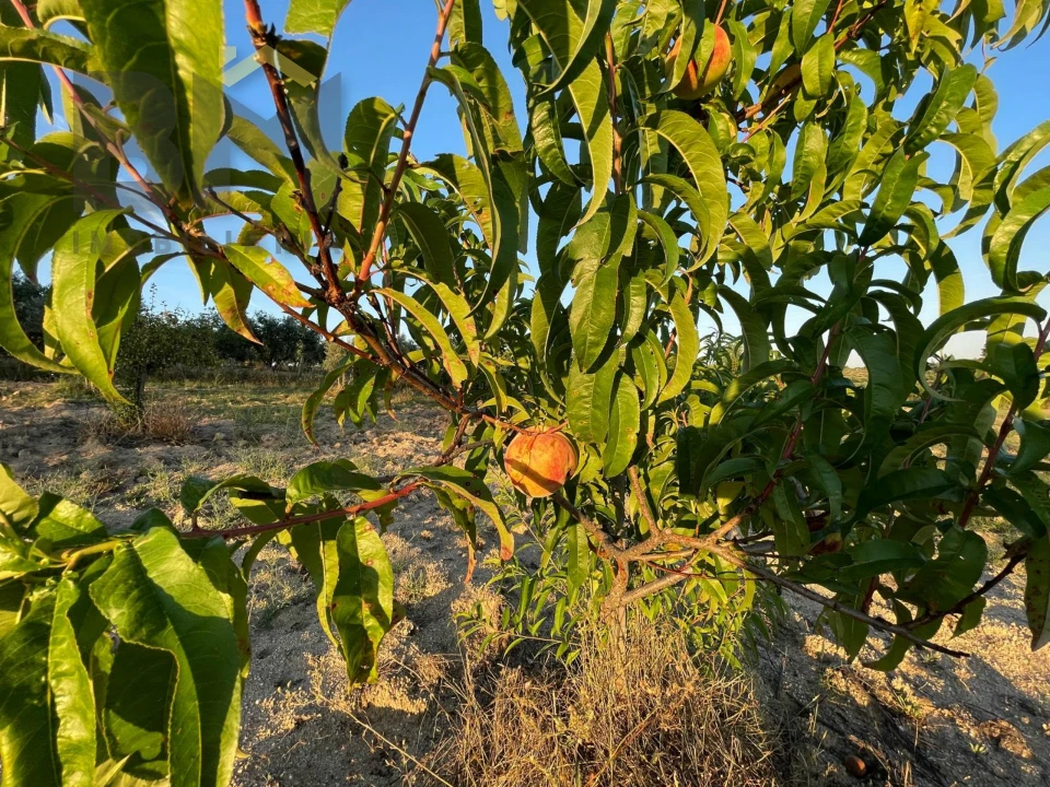 Terreno Agricola ou Rústico para Venda em Castelo Branco Foto 7