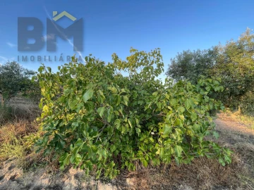 Terreno Agricola ou Rústico para Venda em Castelo Branco