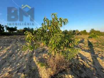 Terreno Agricola ou Rústico para Venda em Castelo Branco